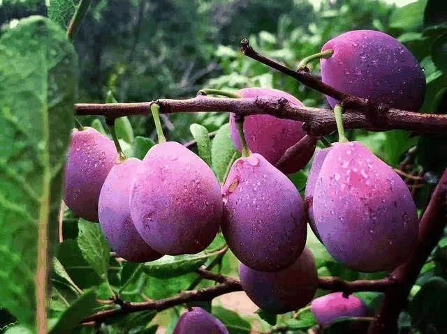 最近的细胞遗传学证据似乎暗示 2×、4×、6× P. cerasifera 是xxx的野生种群